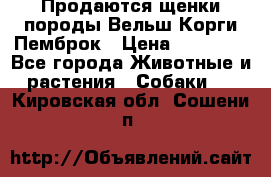 Продаются щенки породы Вельш Корги Пемброк › Цена ­ 40 000 - Все города Животные и растения » Собаки   . Кировская обл.,Сошени п.